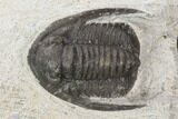 Bargain, Cornuproetus Trilobite Fossil - Morocco #119944-2